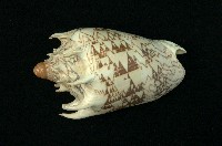 藏品(帝王渦螺 )的圖片